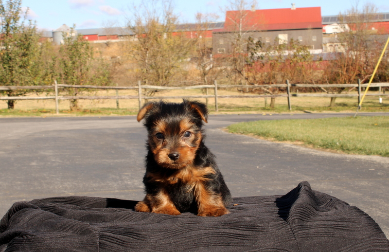 puppy, for, sale, Yokshire Terrier, Matthew B. Stoltzfus, dog, breeder, Gap, PA, dog-breeder, puppy-for-sale, forsale, nearby, find, puppyfind, locator, puppylocator, aca